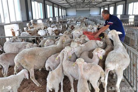 两段式养羊怎么养 科学养羊新技术值得学习_365养羊网