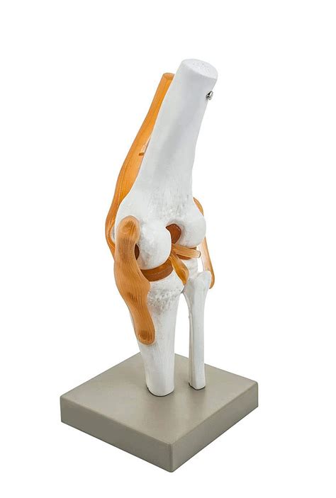Buy BEXCO Human Knee Joint Model with Flexible Ligaments, Anatomically ...