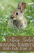 Image result for Raising Baby Rabbits