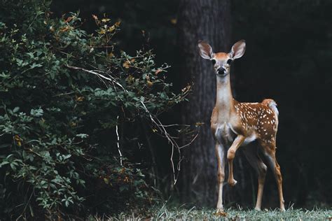 Data: Md. Motorists at 'Medium Risk' for Deer Collisions - W.Va. Is ...