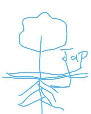 what is tap root system mam - Brainly.in