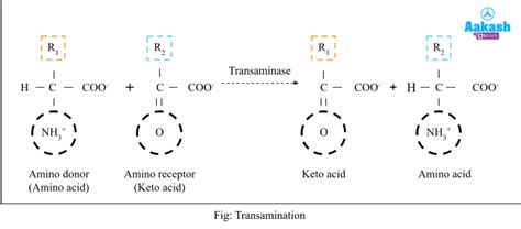 Nitrogen Cycle Diagram, Nitrogen Fixation, Nitrification ...