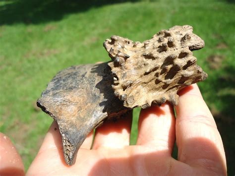 Bumpy Dinos Fossils 的图像结果