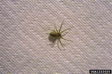 Baby Brown Recluse