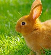 Image result for 4K Rabbit Wildlife Wallpaper