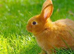 Image result for Baby Rabbit Pictures