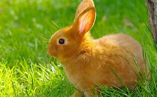Image result for Free Clip Art of Rabbits