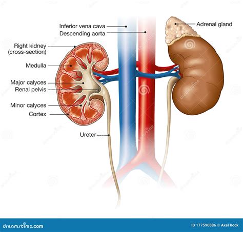 Kidney Diagram Labeled