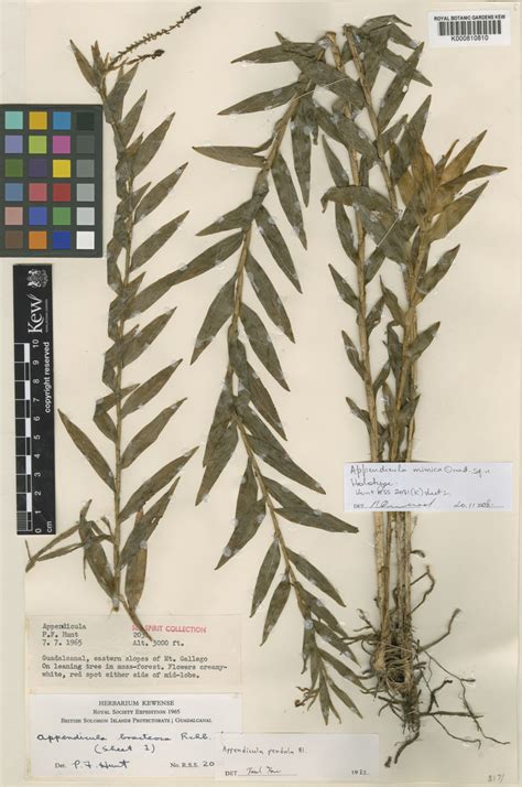 Appendicula mimica Ormerod | Plants of the World Online | Kew Science