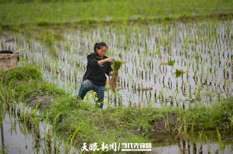 【图片新闻】水稻插秧忙- 农业要闻 - 河南省农业农村厅