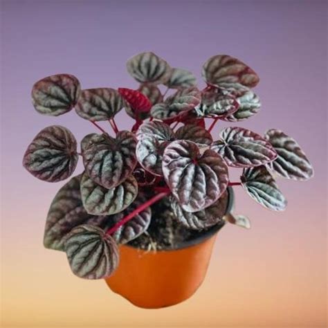 Jual Tanaman Hias Daun Peperomia Kerut Caperata - Kab. Bandung Barat ...