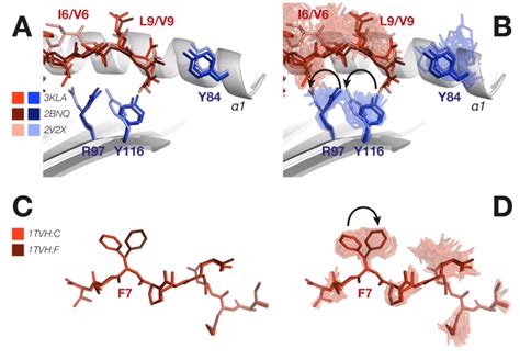 Image result for Conformational Polymorphism