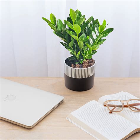 Buy Strip Hype Two Tone Ceramic Pot Planter | Claymistry