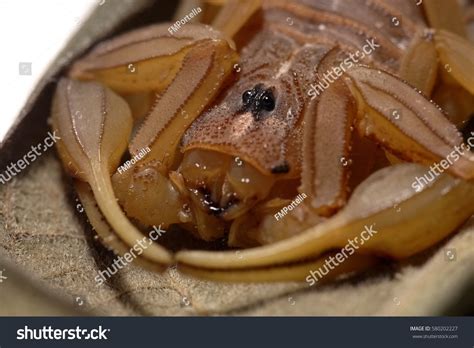 Scorpion eyes Images, Stock Photos & Vectors | Shutterstock