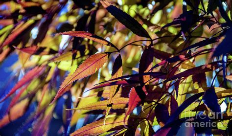 Catching the Light Photograph by Tamara Billingsley - Fine Art America