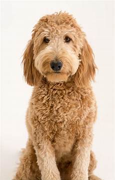 16 New Goldendoodle Haircut Guide Pictures Meowlogy | 16 new goldendoodle haircut guide pictures goldendoodle haircuts labradoodle grooming 16 New Goldendoodle Haircut Guide Pictures Meowlogy | 16 new goldendoodle haircut guide pictures goldendoodle haircuts labradoodle grooming