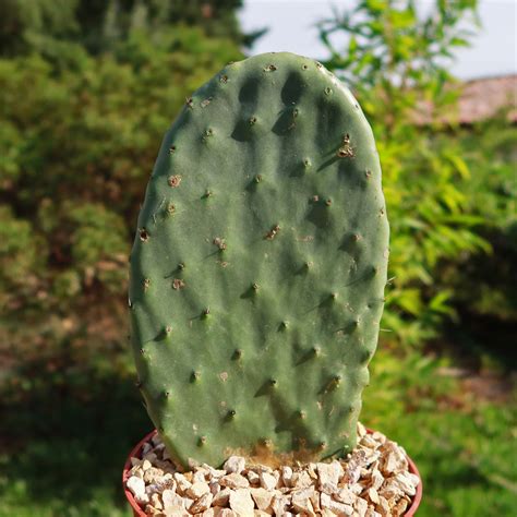 Shop For Opuntia Ficus Indica Succulent Shrub | Planet Desert