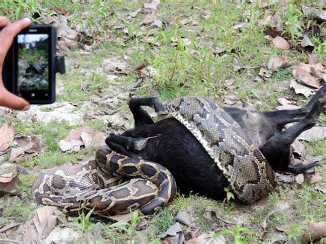 Image result for Feeding Python Live Goat