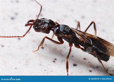 Big Black Winged Ant stock photo. Image of swollen, mandibles - 20638578