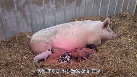 大爷家没有公猪，母猪却意外怀孕，看到生下的小猪仔很是无奈！ - YouTube