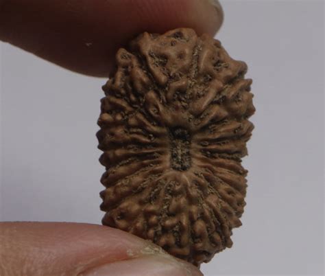 19 Mukhi Rudraksha(Indonesian) - Collector Size – Rudradhyay