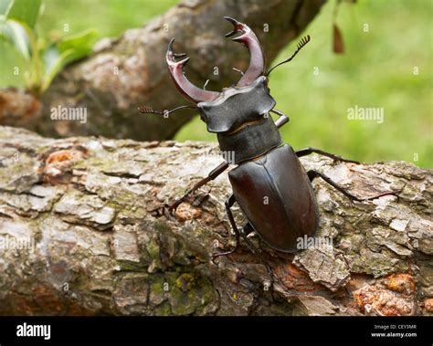 Stag beetle male insect showing his big horns Stock Photo - Alamy
