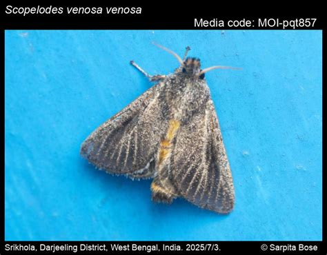 Scopelodes venosa Walker, 1855 - | Moths
