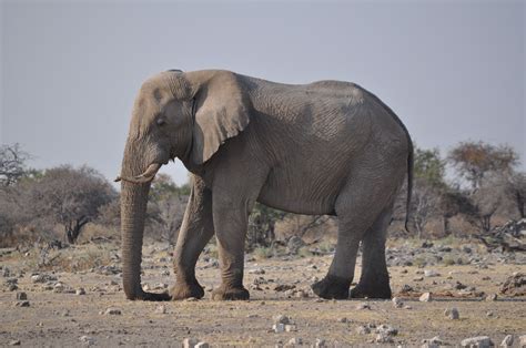 I like the profile of this guy from the neck back. I'd like my elephant ...