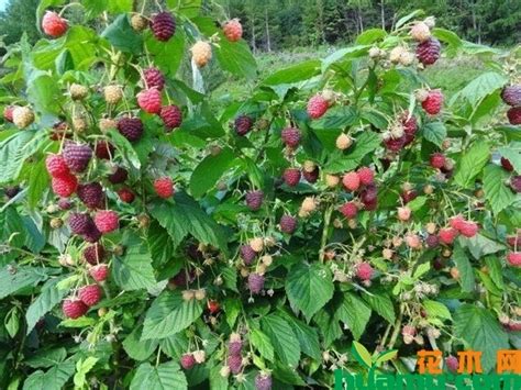 树莓苗多少钱一棵？树莓苗种植方法介绍-花木行情-中国花木网