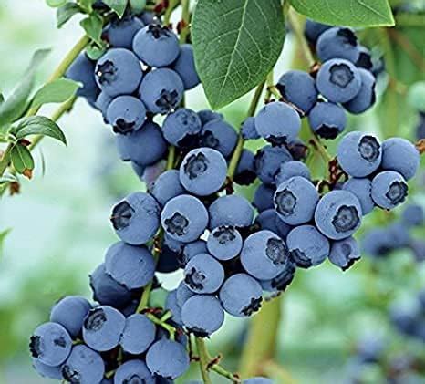 Royal Paradise Garden Rare Hybrid Bush Blueberry Fruit Live Plant (1 ...