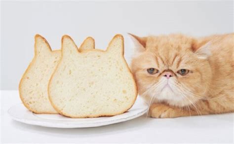 Japanisches Katzen-Brot erstmals online erhältlich