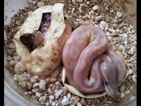 Image result for Crystal Ball Python