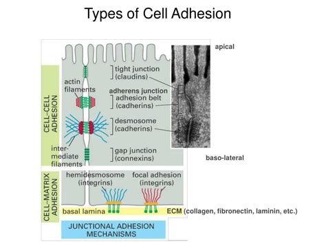 Image result for Adhesion Cell Sorting