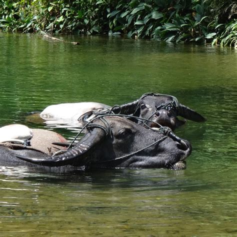 SUMATRA RAINFOREST ECO RETREAT (Bukit Lawang) - Cottage Reviews ...