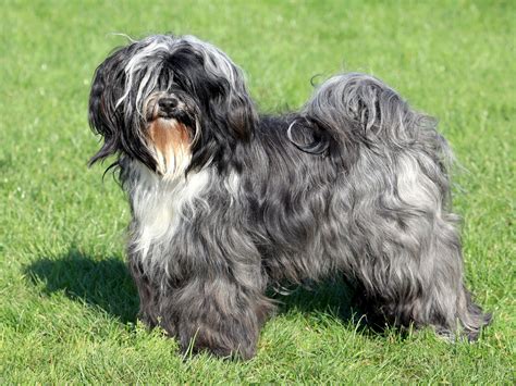 Are Tibetan Terriers Intelligent Dogs