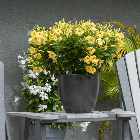 National Plant Network 1 gal. Mandevilla Sun Parasol Sunbeam Annual ...