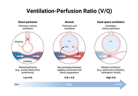 Effect Of Excessive Ventilation