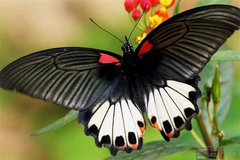 美凤蝶 Papilio memnon -- 蝴蝶照片-33 | Moth, Beautiful nature, Animals