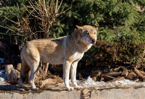 Image result for Real Wolves