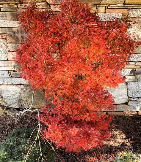 Buy Dwarf Japanese Maples — Mr Maple │ Buy Japanese Maple Trees