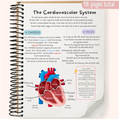 Image result for Cardiovascular System and Function Notes