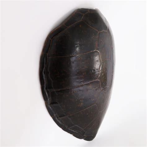 Sea Turtle Shell 的图像结果