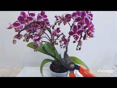 뿌리가 건강하지 않고 꽃이 풍성한 호접란 살리는 방법. 분갈이 할때 이 액비를 쓰면 새로운 환경에 빠르게 적응 합니다 ...