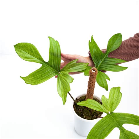 Philodendron Florida Ghost - Mature size – Plantstop.us