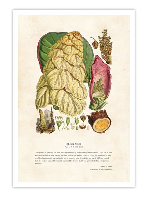 Himalayan Plants Art | Wall Prints - Himalayan Plants - Rheum nobile