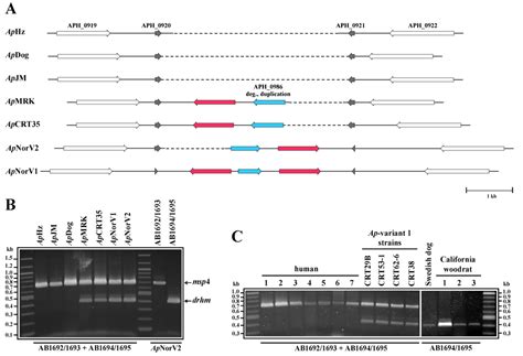 Pathogens | Special Issue : Bacterial Pathogenomics: From Technology to ...