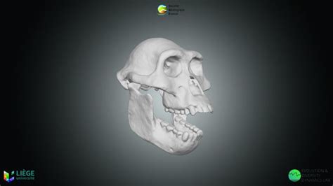 Image result for Australopithecus Simulation