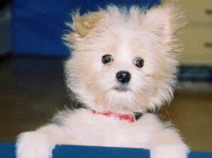 Image result for Cockapoo Terrier Mix