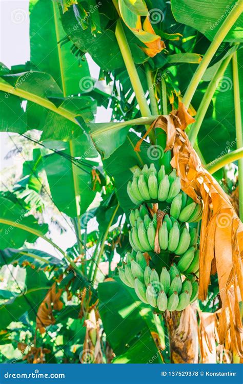 Banana Palms with Fruits Growing on Them. Bundles of Green Bananas on ...