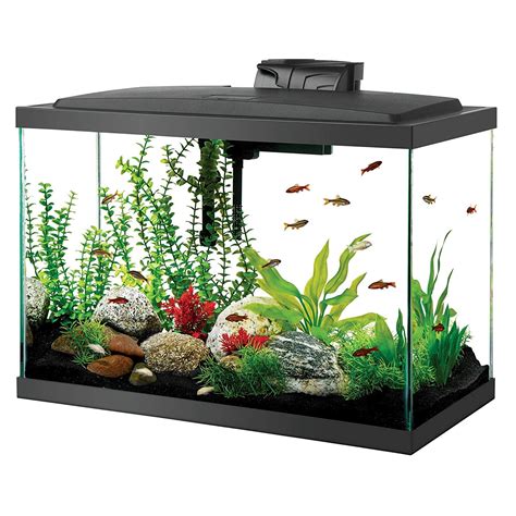 Fish For Fish Tanks At Home at Consuelo Morales blog